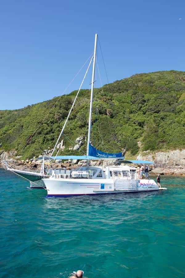 Nelson Bay: Marine Discovery Cruise with Snorkeling - Watching for Bottlenose Dolphins