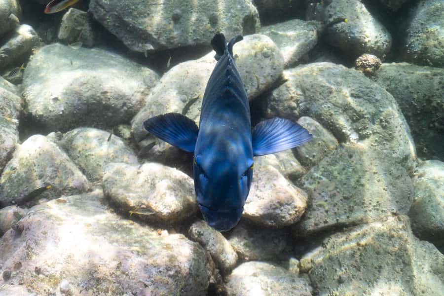 Nelson Bay: Marine Discovery Cruise with Snorkeling - Who should book the Imagine cruise?