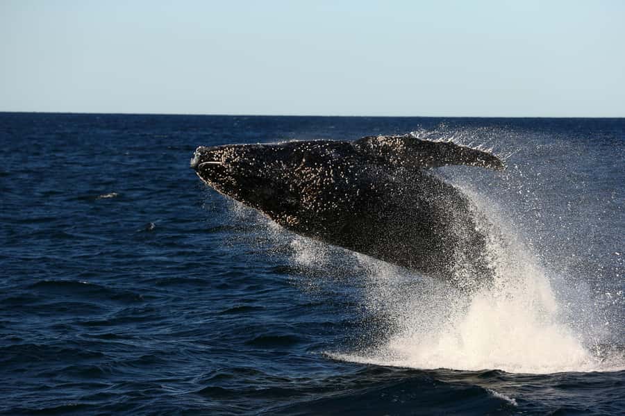 Nelson Bay: Whale and Dolphin Watching Catamaran Cruise - Key points to know before booking