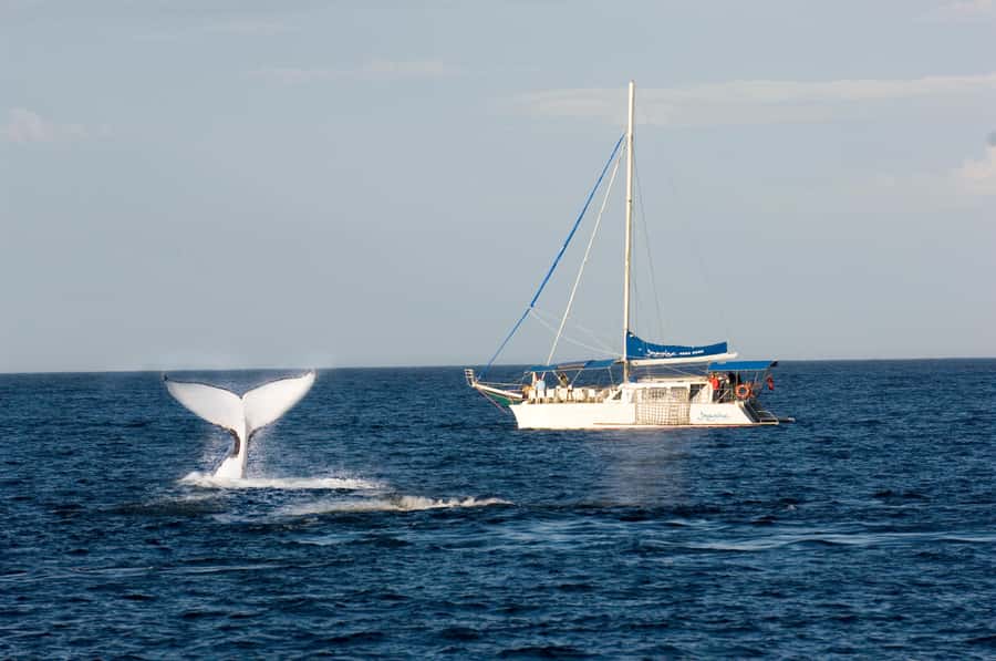 Nelson Bay: Whale and Dolphin Watching Catamaran Cruise - Setting out from d’Albora Nelson Bay