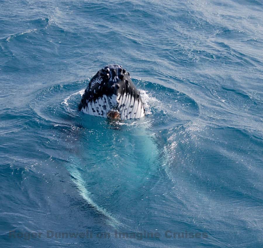 Nelson Bay: Whale and Dolphin Watching Catamaran Cruise - Humpbacks on the move from June to October