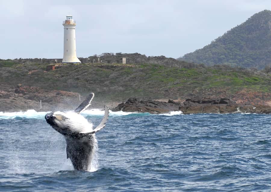 Nelson Bay: Whale and Dolphin Watching Catamaran Cruise - Dolphins, fur seals, and the smaller surprises