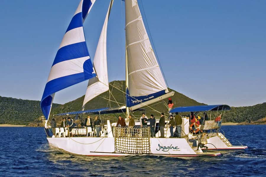 Nelson Bay: Whale and Dolphin Watching Catamaran Cruise - What the catamaran feels like on the water