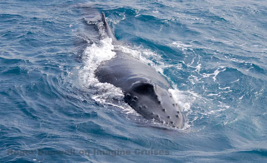 Nelson Bay: Whale and Dolphin Watching Catamaran Cruise - Three hours of searching, watching, and waiting