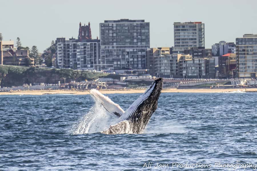 Newcastle: Humpback Whale Watching Cruise and Harbor Tour - Key points at a glance