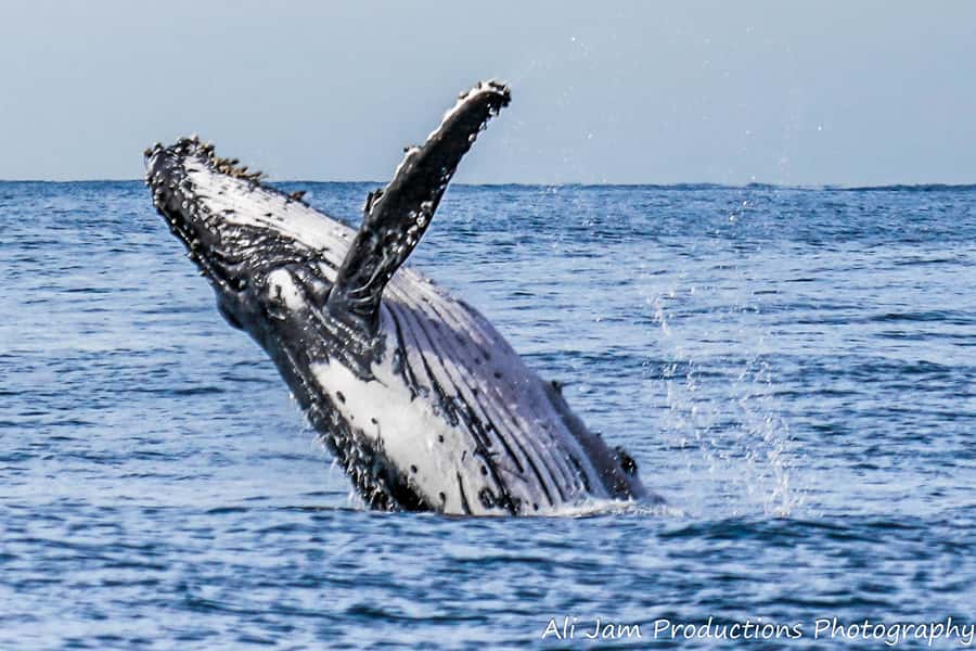 Newcastle: Humpback Whale Watching Cruise and Harbor Tour - Newcastle’s humpback season from the water