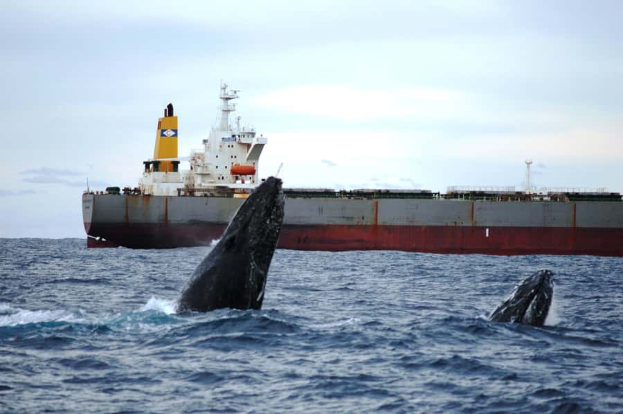 Newcastle: Humpback Whale Watching Cruise and Harbor Tour - The harbor and outer beach tour