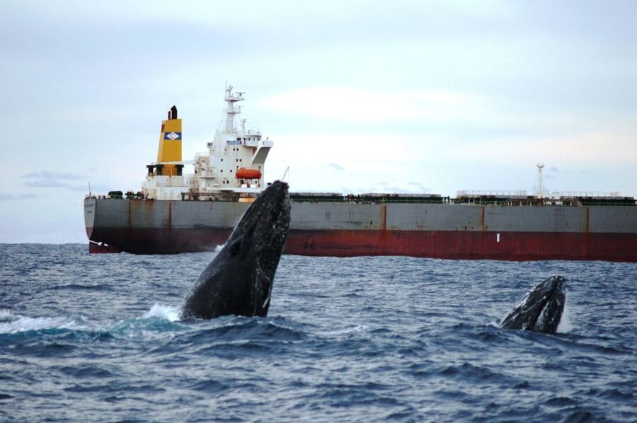 Newcastle: Humpback Whale Watching Cruise and Harbor Tour - What is included for your $60