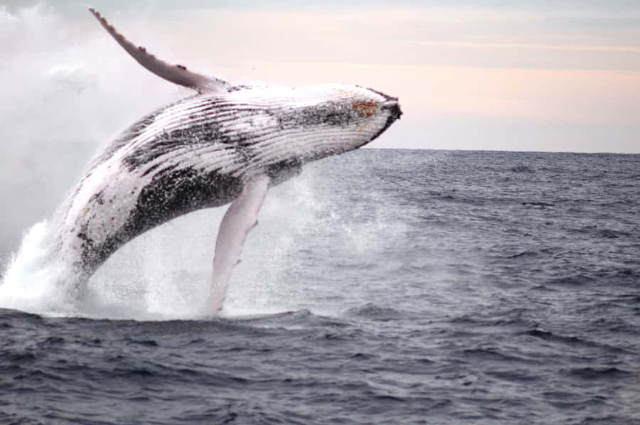 Newcastle: Humpback Whale Watching Cruise and Harbor Tour - Comfort, access, and timing