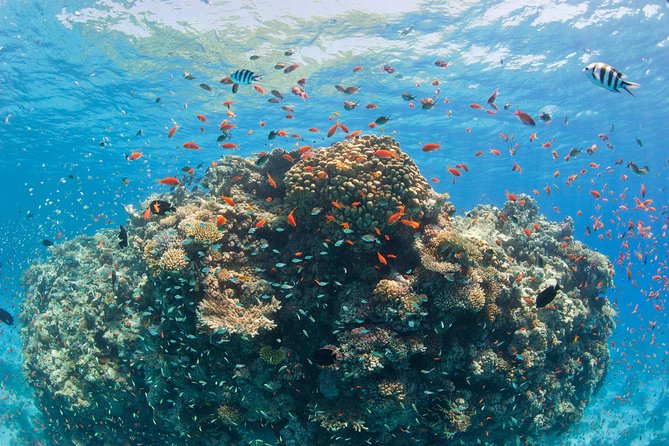 Orange Bay Island By Private Speedboat & snorkeling & Water Sport - Hurghada - Who will enjoy this four-hour outing