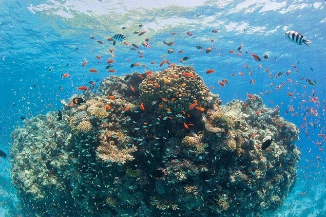 Orange Bay Private Speedboat ,Snorkeling, Water Sport- Hurghada - What the $70 price really covers