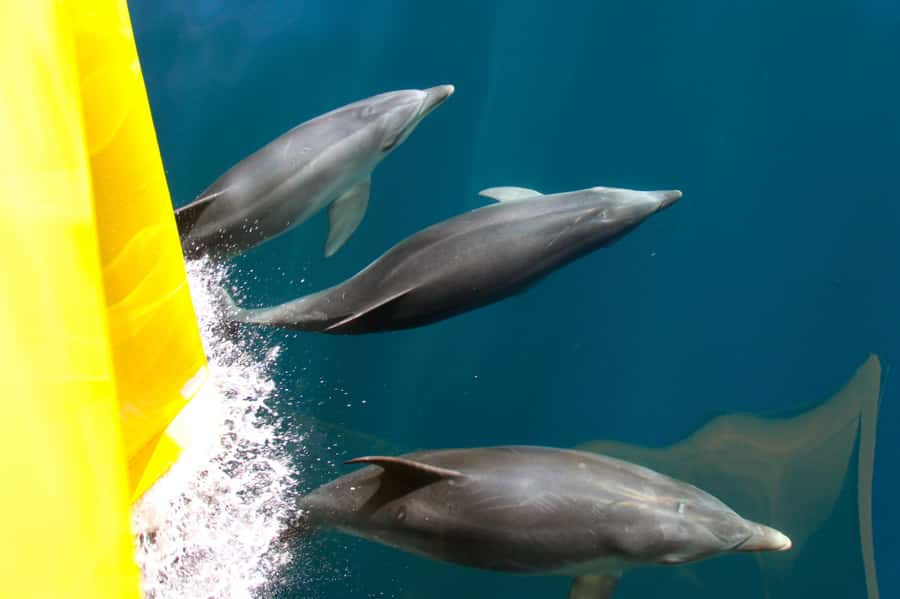 Paihia: Bay of Islands Dolphin Eco Cruise & Island Stopover - A Full Bay of Islands Day, Not Just a Dolphin Search