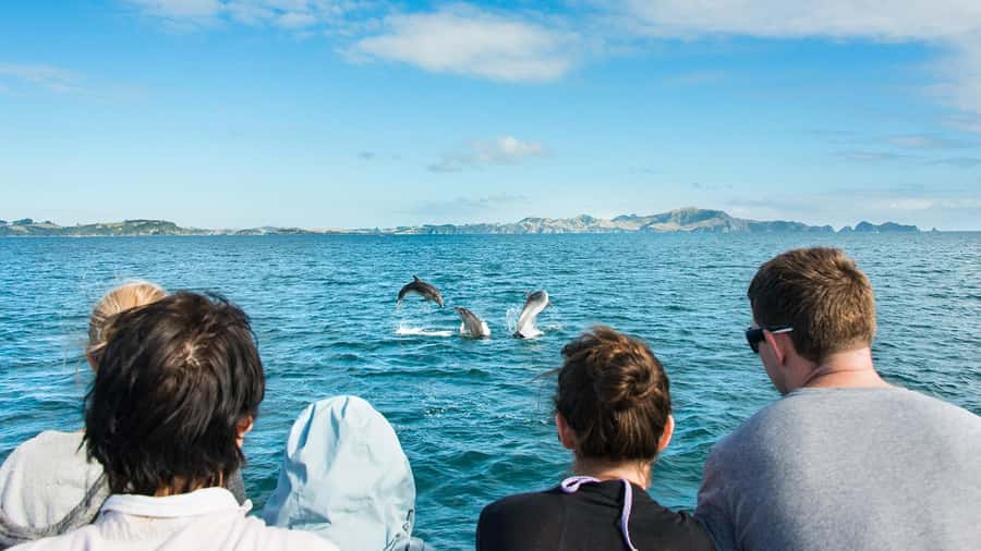 Paihia: Bay of Islands Dolphin Eco Cruise & Island Stopover - Otehei Bay and Urupukapuka Island