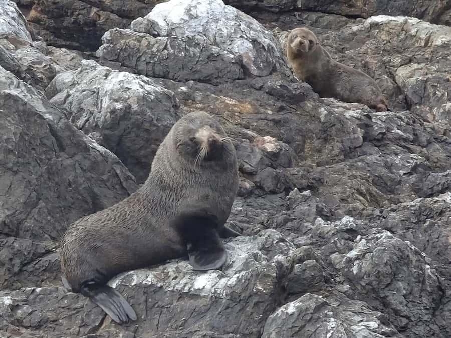 Paihia: Bay of Islands Dolphin Eco Cruise & Island Stopover - Project Island Song and Native Wildlife