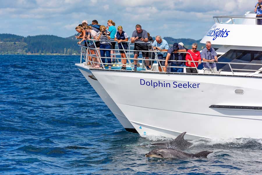 Paihia/Russell: Hole in the Rock and Bay of Islands Cruise - Key points to know before booking