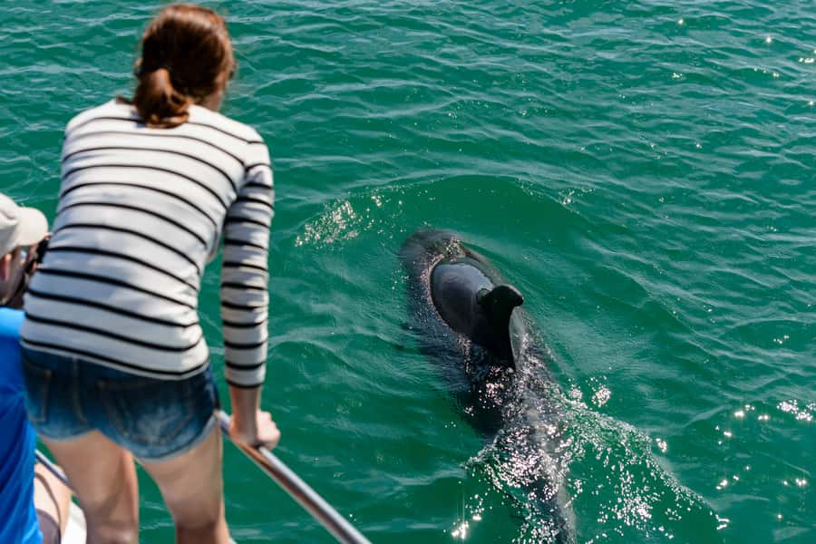 Paihia/Russell: Hole in the Rock and Bay of Islands Cruise - The 1.5-hour pause at Otehei Bay
