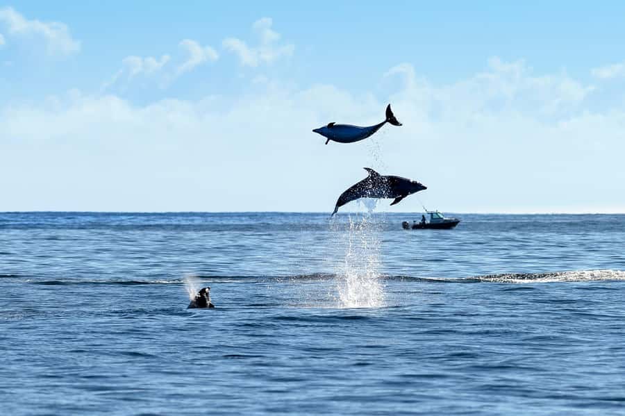 Paihia/Russell: Hole in the Rock and Bay of Islands Cruise - How the $94 price compares with the experience