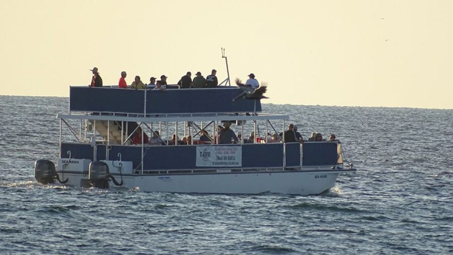 Panama City: Sunset Dolphin Cruise in St. Andrews Bay - Dolphin watching in St. Andrews Bay