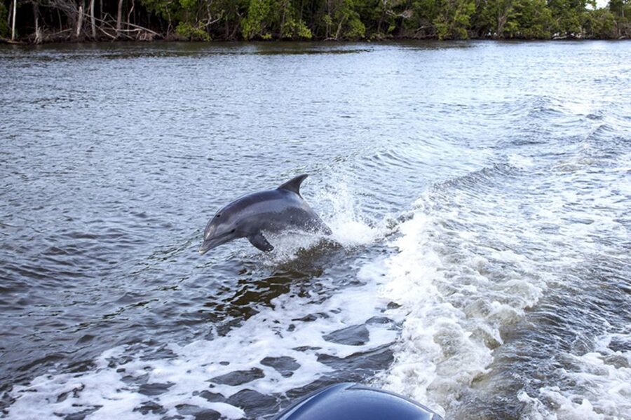 Panama City: Sunset Dolphin Cruise in St. Andrews Bay - Drinks, music, and the onboard atmosphere