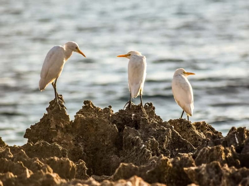 Paphos: Sea Star Cruise to Coral Bay - What lunch and the open bar add to the day