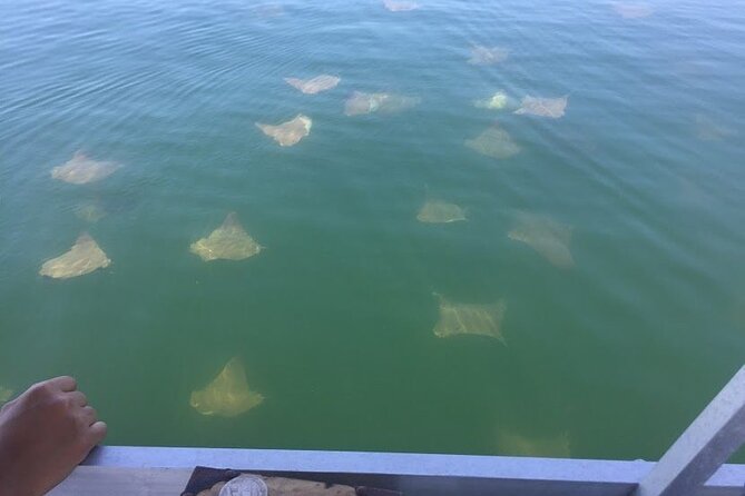 Pensacola Beach Jolly Dolphin Cruise and Scenic Bay Tour - Booking and cancellation details