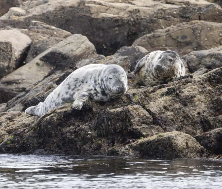 Penzance: Mounts Bay Wildlife-Watching Boat Trip - Key points to know before you book