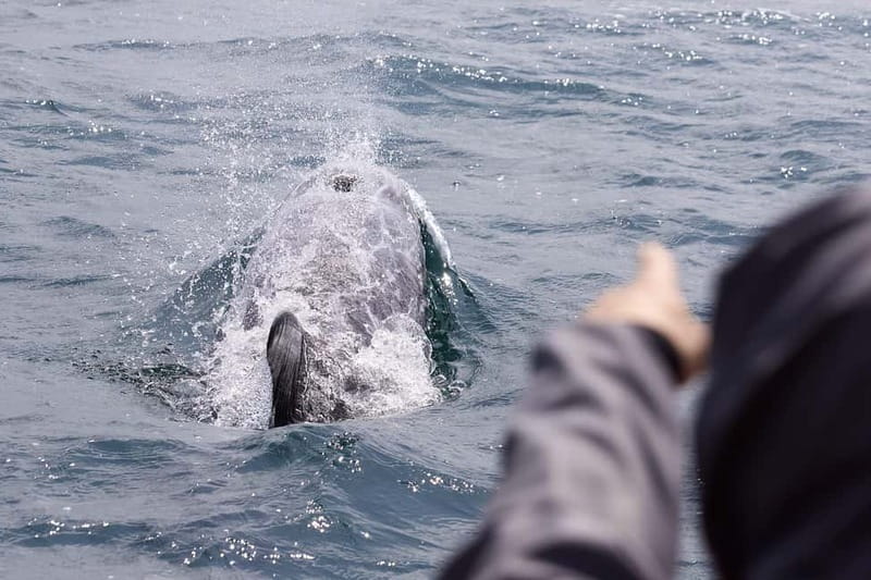 Penzance: Mounts Bay Wildlife-Watching Boat Trip - Watching for dolphins, seals, and seabirds
