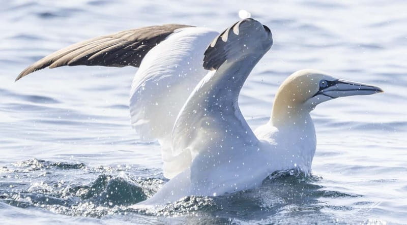 Penzance: Mounts Bay Wildlife-Watching Boat Trip - Is one hour enough?