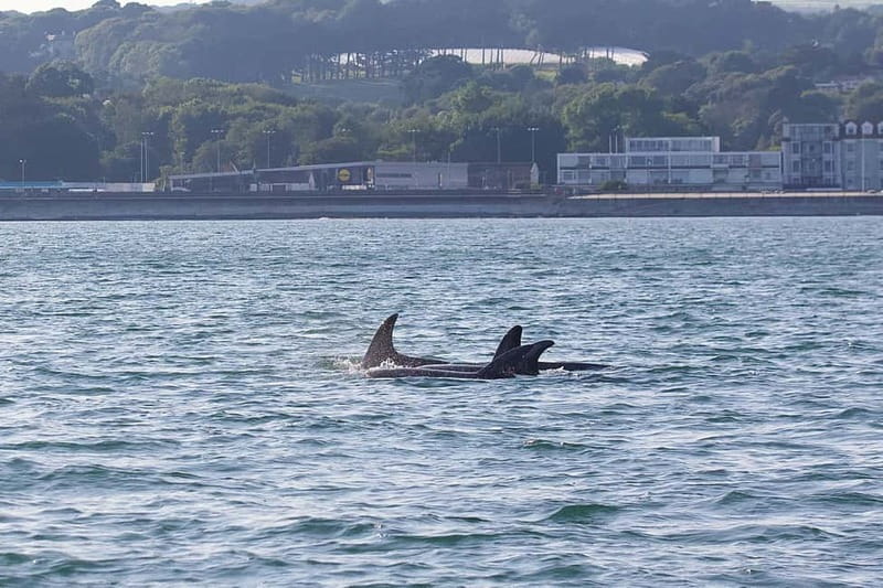 Penzance: Mounts Bay Wildlife-Watching Boat Trip - Finding the right day in your Cornwall schedule