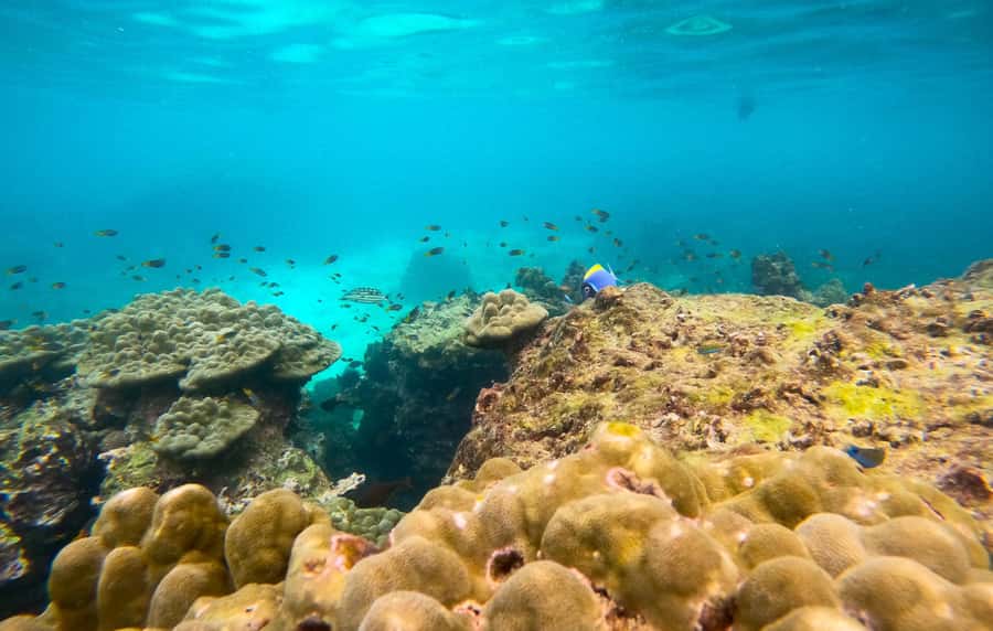 Phi Phi: Private Speedboat Tour with Maya Bay and Snorkel - Snorkeling near Phi Phi Leh