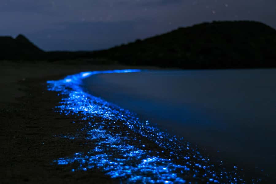 Phuket: Phang Nga Bay Bioluminescent Plankton and Sea Canoes - Timing, comfort, and what to pack