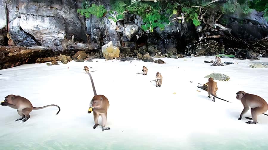 Phuket; Phi Phi, Maya Bay, Bamboo or Khai Island Speedboat - Viking Cave, Pileh Cove, and Loh Samah Bay
