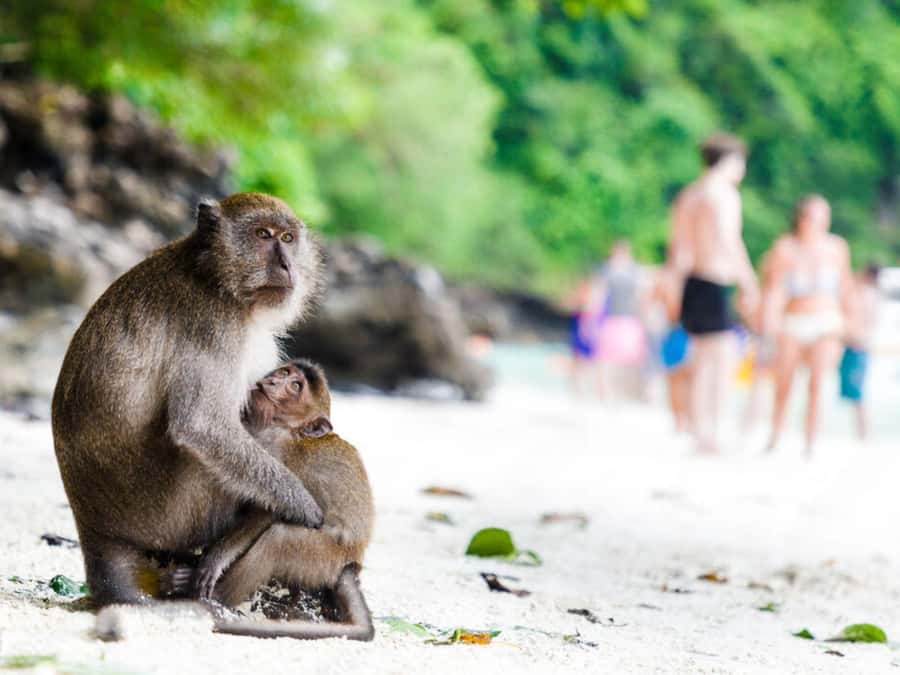 Phuket; Phi Phi, Maya Bay, Bamboo or Khai Island Speedboat - Why the crew matters on a fast-moving day