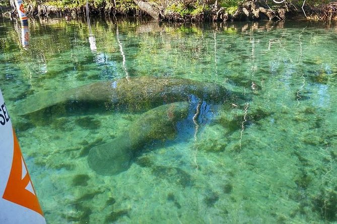 Plantation's Kings Bay Scenic Cruise - From Plantation Adventure Center to open water