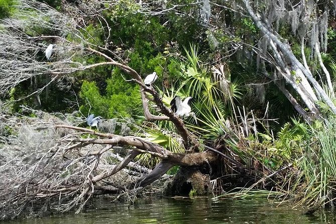 Plantation's Kings Bay Scenic Cruise - What you might see in one hour