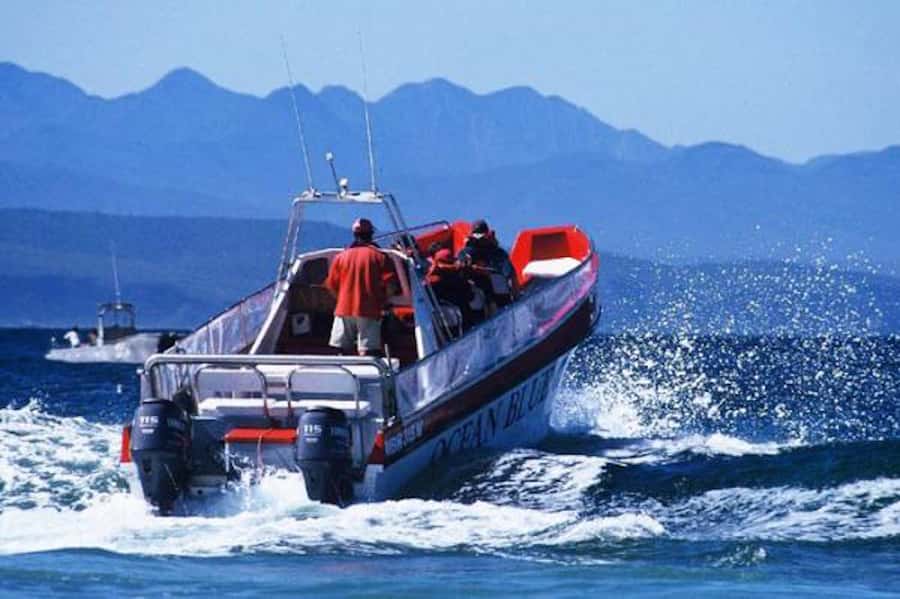 Plettenberg Bay: Dolphin and Marine Boat Tour - A 90-minute wildlife ride from Plettenberg Bay