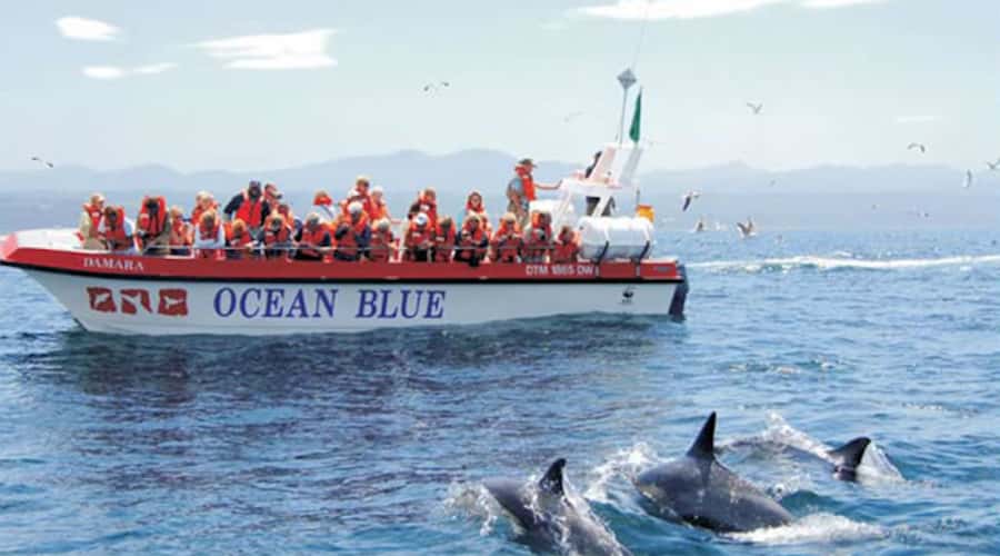 Plettenberg Bay: Dolphin and Marine Boat Tour - Around Robberg’s wild outer coast