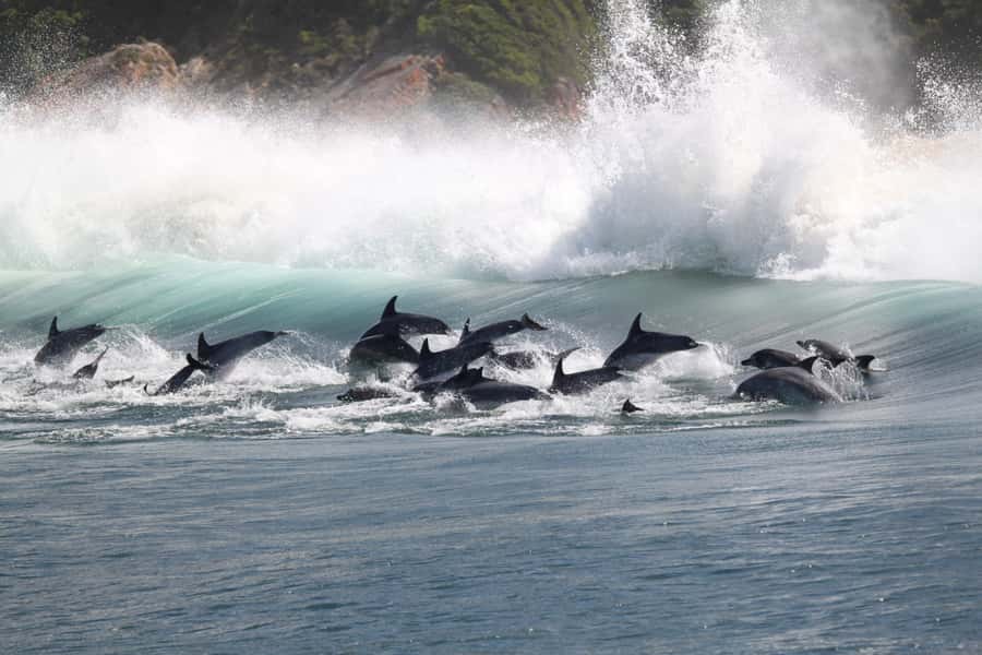 Plettenberg Bay: Dolphin and Marine Boat Tour - The Cape Fur Seal Colony and possible sharks