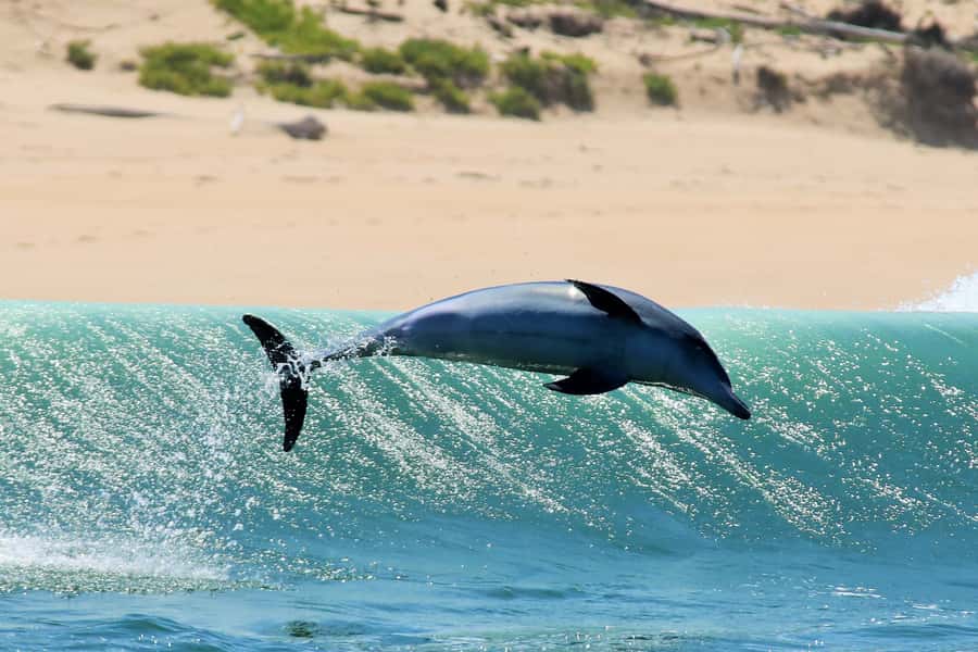 Plettenberg Bay: Dolphin and Marine Boat Tour - What $46 means for the experience