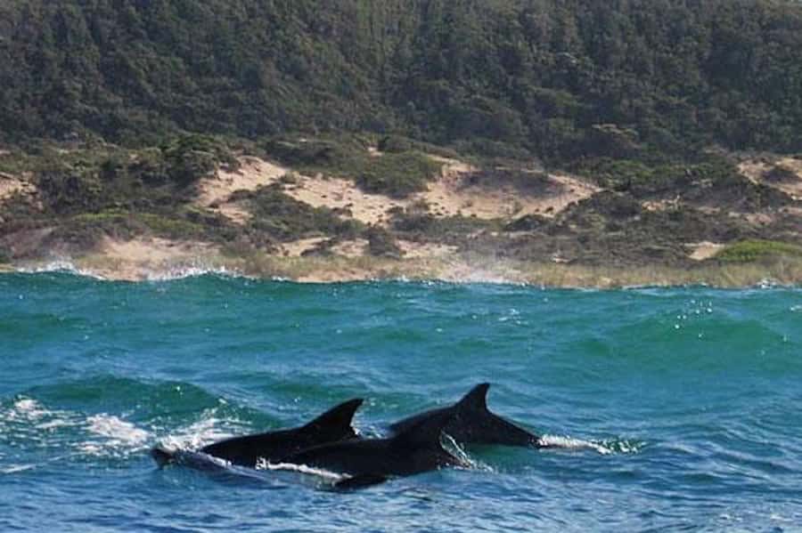 Plettenberg Bay: Dolphin and Marine Boat Tour - Who should book this boat tour