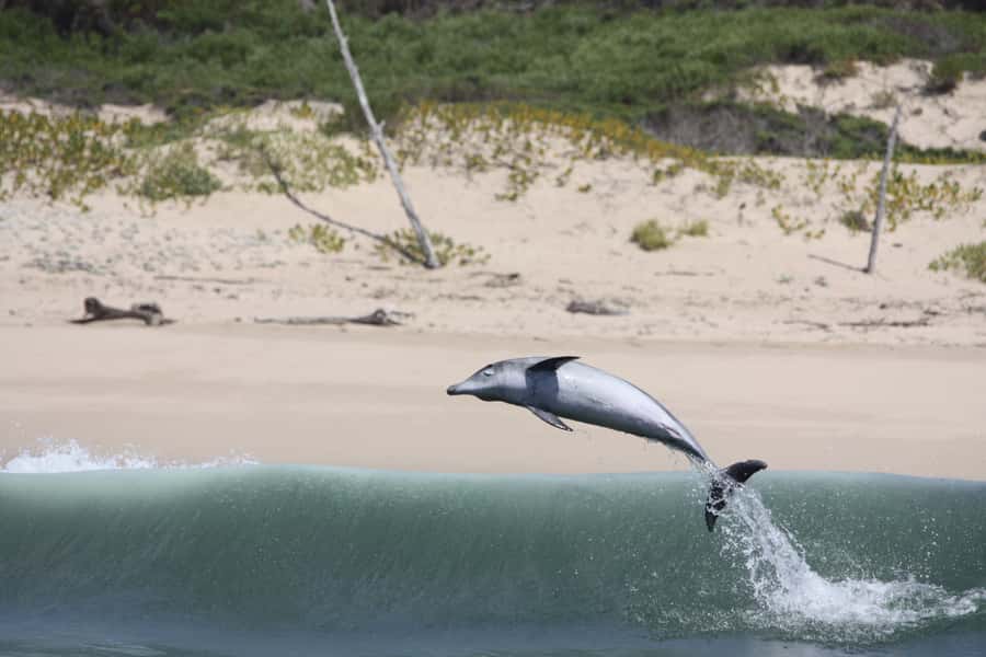 Plettenberg Bay: Dolphin and Marine Boat Tour - Booking advice for changing weather