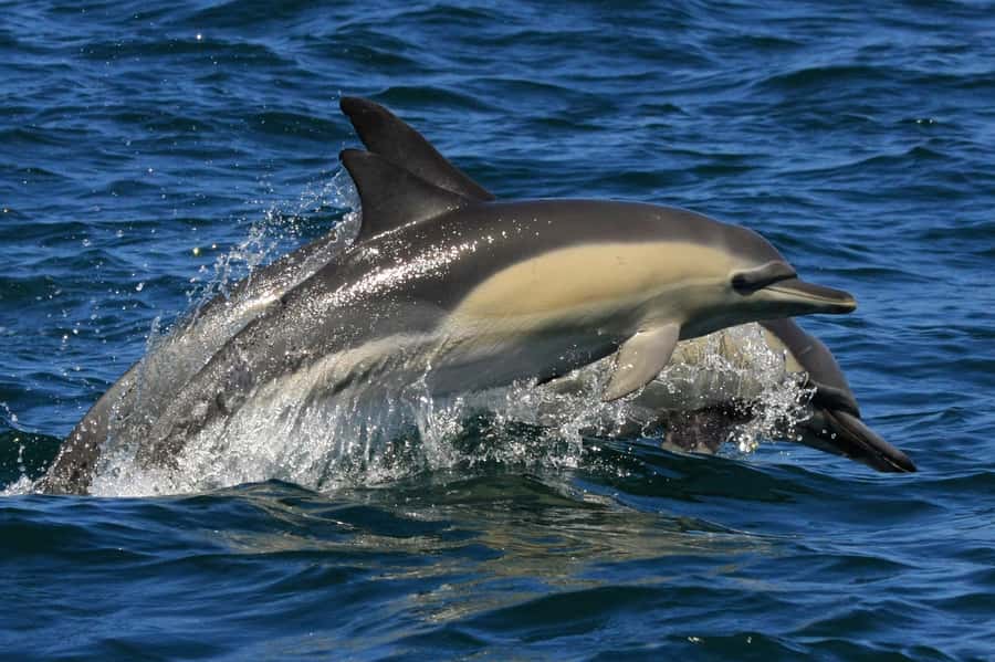 Plettenberg Bay: Dolphin and Marine Boat Tour - Should you book the Plettenberg Bay dolphin tour?