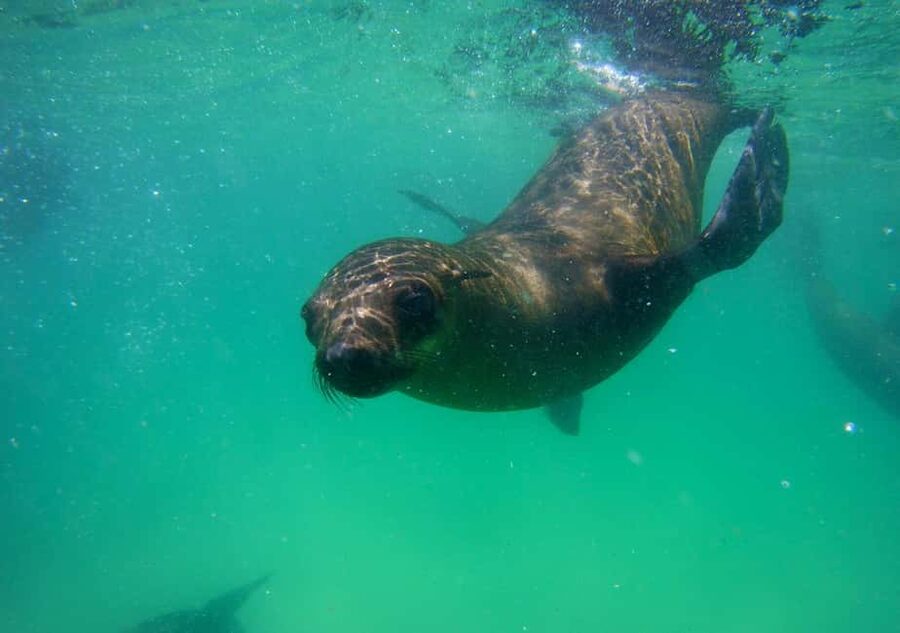 Plettenberg Bay: Seal Viewing Boat Trip - The Beach Launch and Boat Ride