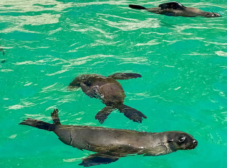 Plettenberg Bay: Seal Viewing Boat Trip - Staying Dry While Others Snorkel