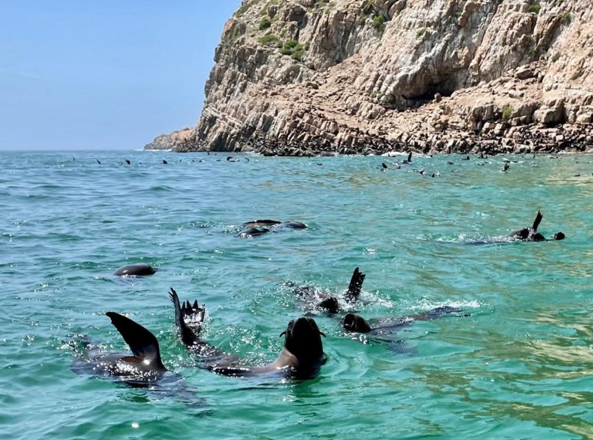 Plettenberg Bay: Seal Viewing Boat Trip - Free Photos and Videos After the Trip