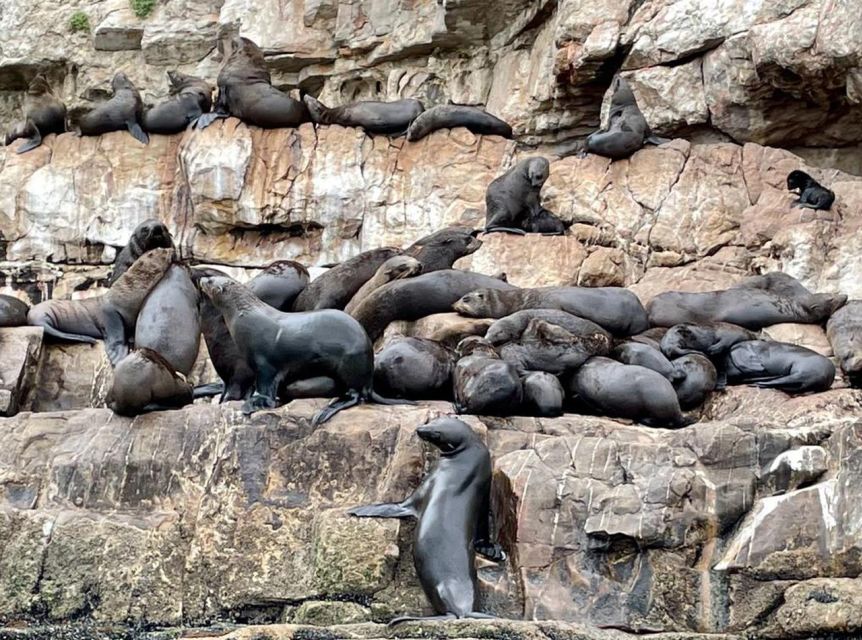 Plettenberg Bay: Seal Viewing Boat Trip - A Practical Plan for the Day