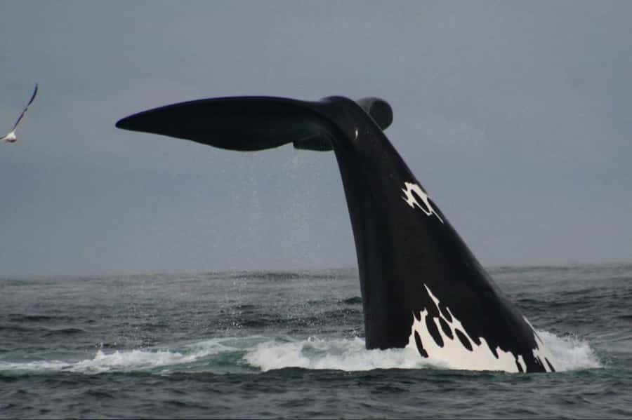 Plettenberg Bay: Whale Watching Boat Cruise - Key points at a glance
