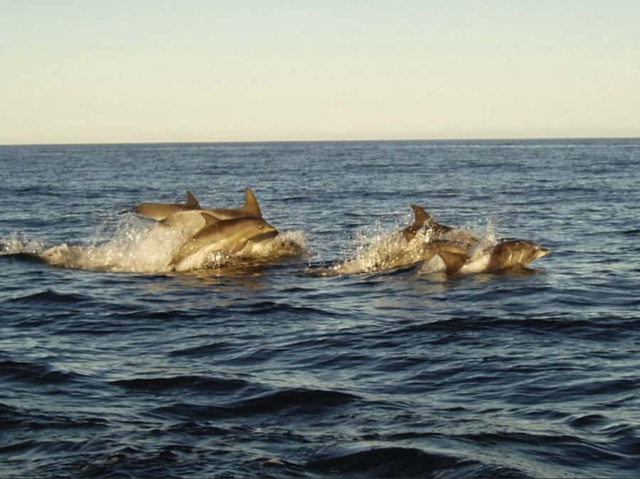 Plettenberg Bay: Whale Watching Boat Cruise - Whales from June through November