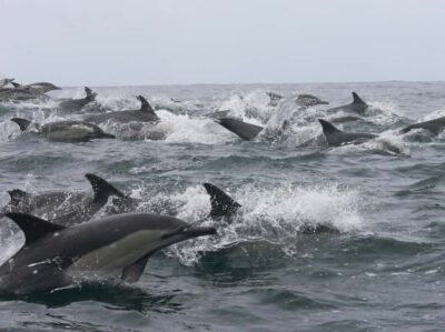 Plettenberg Bay: Whale Watching Boat Cruise