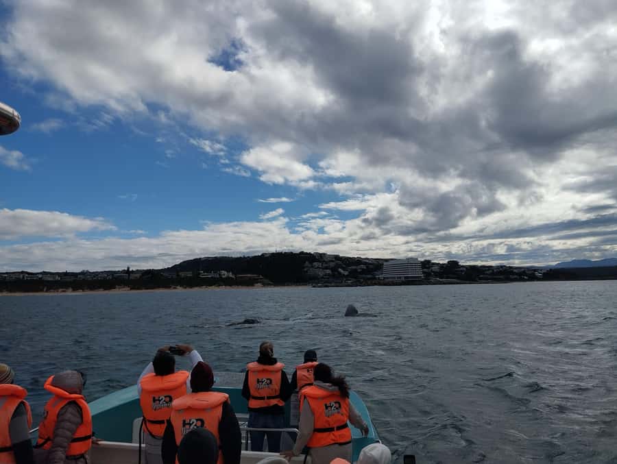 Plettenberg Bay: Whale Watching Boat Cruise - The guides make the difference